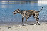 WHIPPET 201